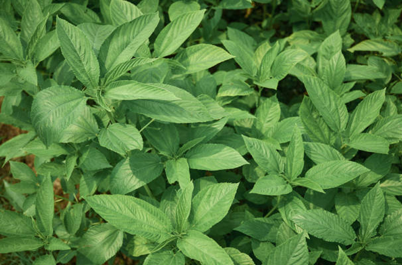 herbs